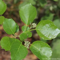 Cordia dichotoma G.Forst.